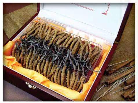 即墨冬虫夏草回收